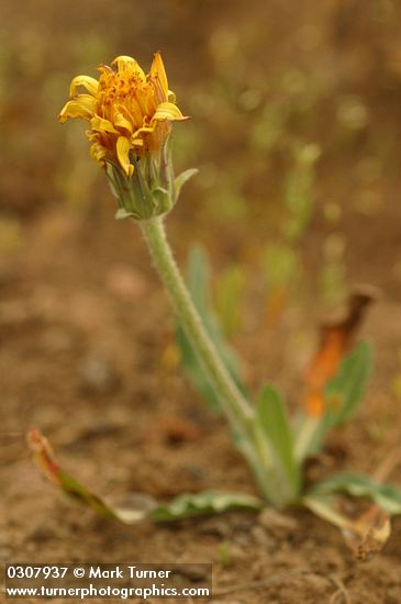 Agoseris glauca var. monticola