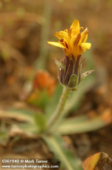 Agoseris glauca var. monticola