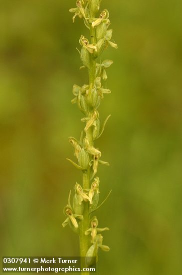 Platanthera hyperborea var. hyperborea