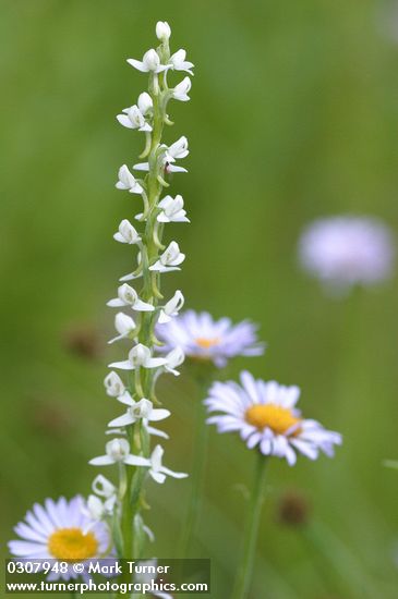 Platanthera dilatata var. dilatata