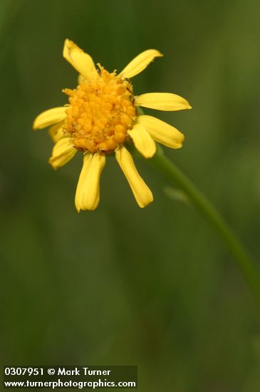 Senecio sphaerocephalus
