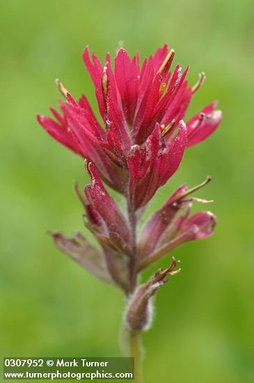 Castilleja rhexifolia