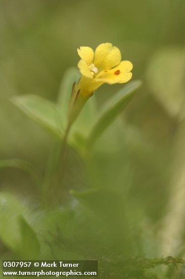 Mimulus primuloides