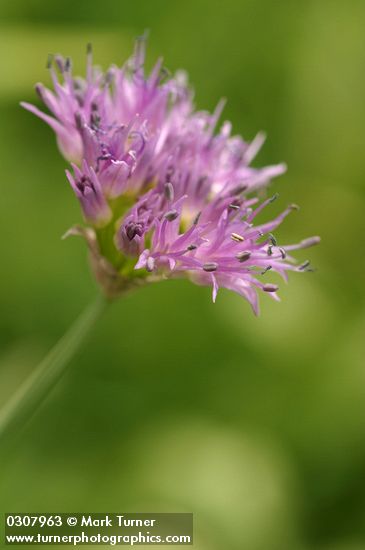 Allium validum