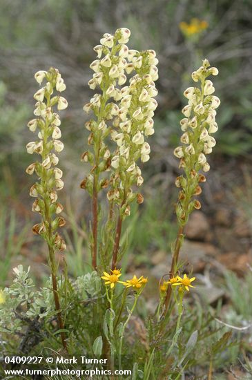 Pedicularis contorta