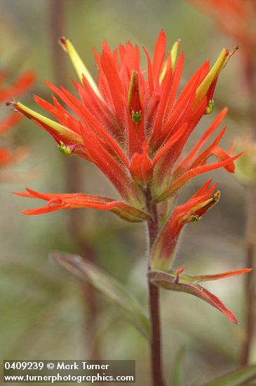 Castilleja linariifolia