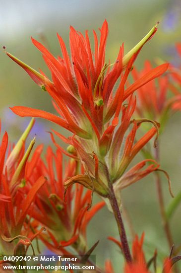 Castilleja linariifolia