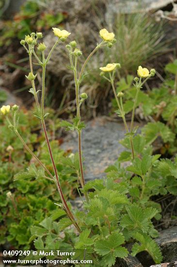 Potentilla glandulosa