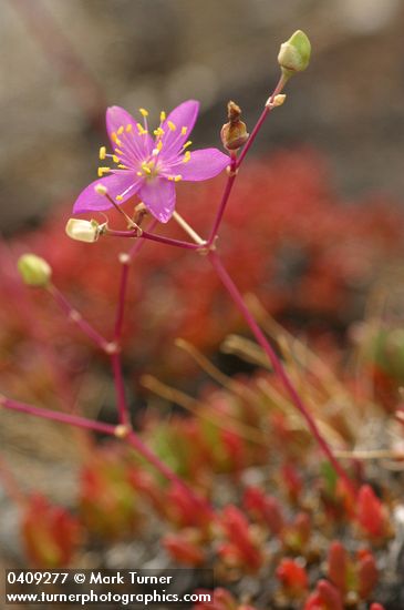 Talinum spinescens (Phemeranthus spinescens)