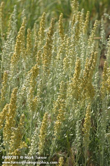 Artemisia ludoviciana