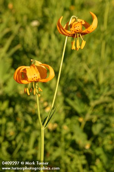 Lilium pardalinum ssp. wigginsii