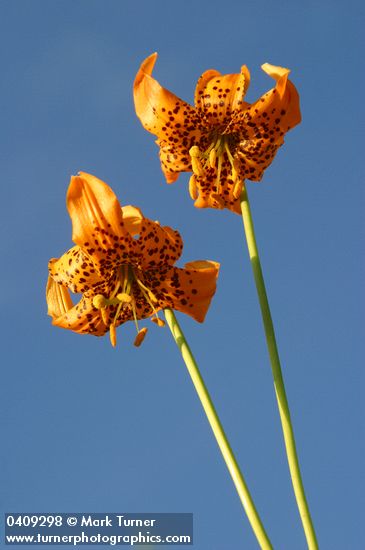 Lilium pardalinum ssp. wigginsii