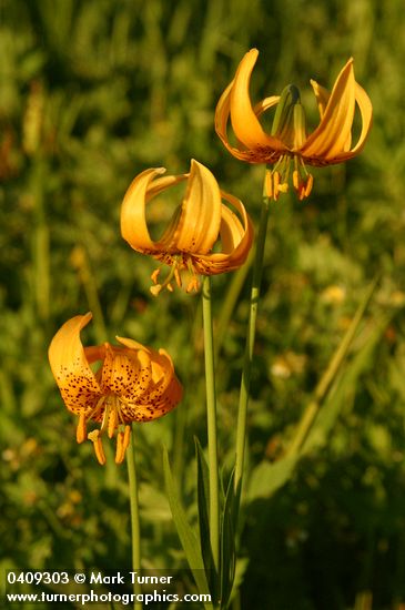 Lilium pardalinum ssp. wigginsii