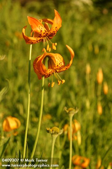 Lilium pardalinum ssp. wigginsii