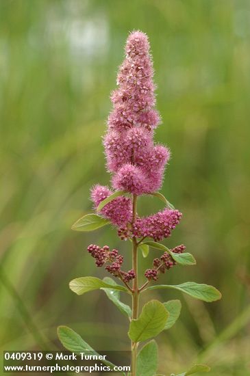 Spiraea douglasii