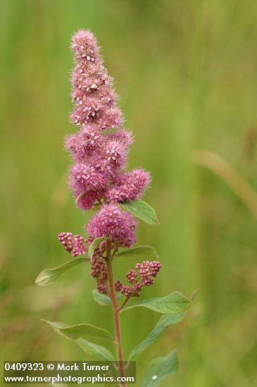Spiraea douglasii