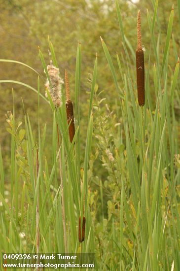 Typha latifolia