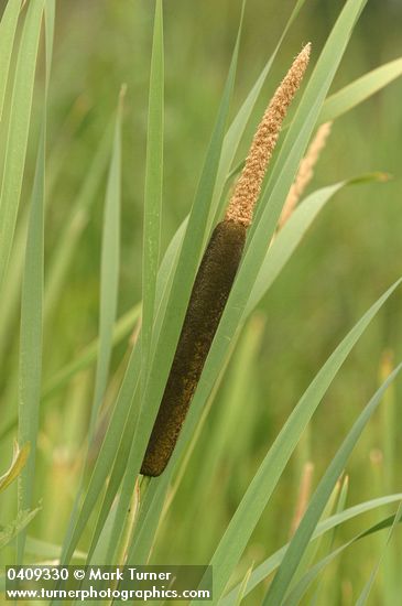 Typha latifolia