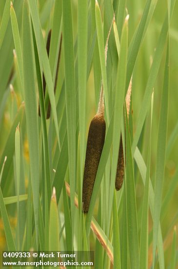Typha latifolia