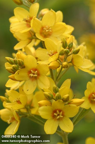 Lysimachia punctata