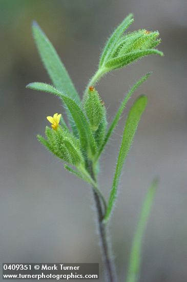 Madia glomerata