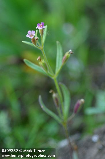 Mimulus breweri
