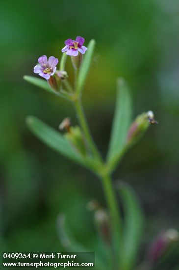 Mimulus breweri