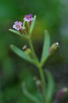 Brewer's Monkey Flower blossoms & foliage