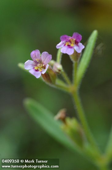 Mimulus breweri