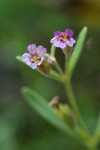 Brewer's Monkey Flower blossoms detail