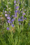 Tall Meadow Larkspur
