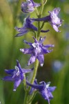 Tall Meadow Larkspur blossoms detail
