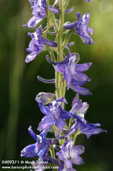 Delphinium burkei