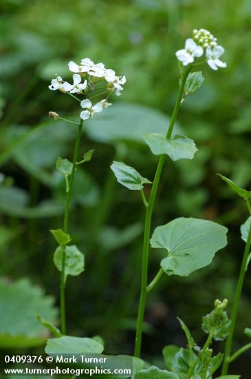 Cardamine cordifolia var. lyallii (C. lyallii)