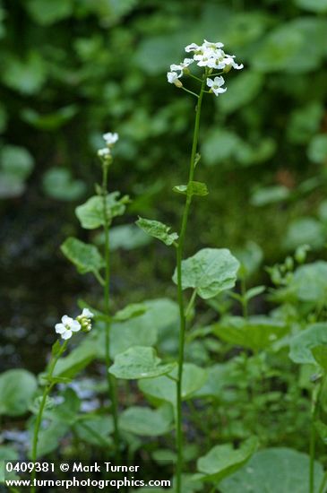 Cardamine cordifolia var. lyallii (C. lyallii)