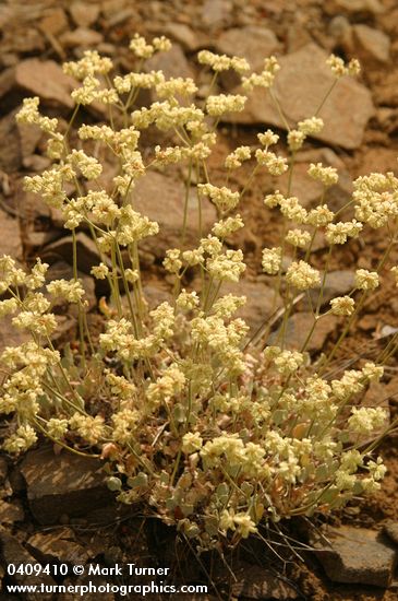 Eriogonum strictum