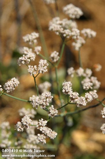 Eriogonum elatum