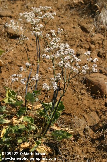 Eriogonum elatum
