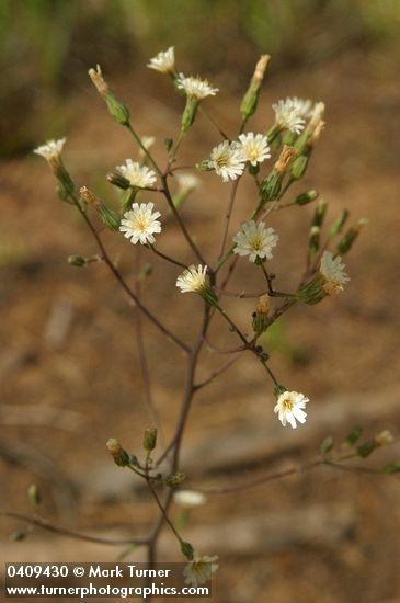 Hieracium albiflorum