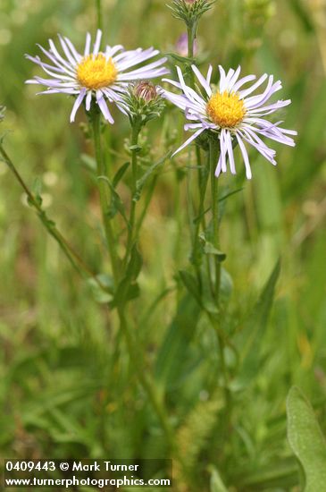 Symphyotrichum foliaceum var. apricum (Aster foliaceus var. apricus)