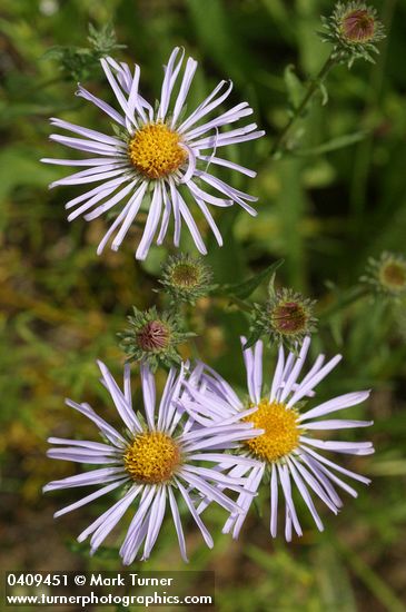 Symphyotrichum foliaceum var. apricum (Aster foliaceus var. apricus)