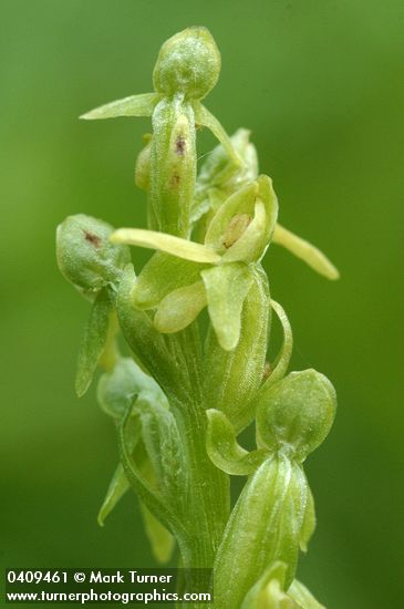 Platanthera stricta (Habenaria saccata)