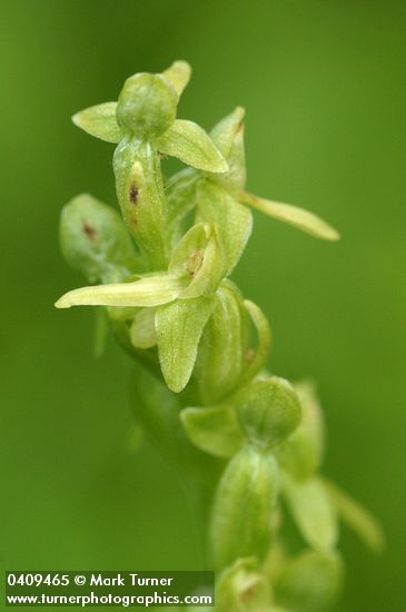 Platanthera stricta (Habenaria saccata)