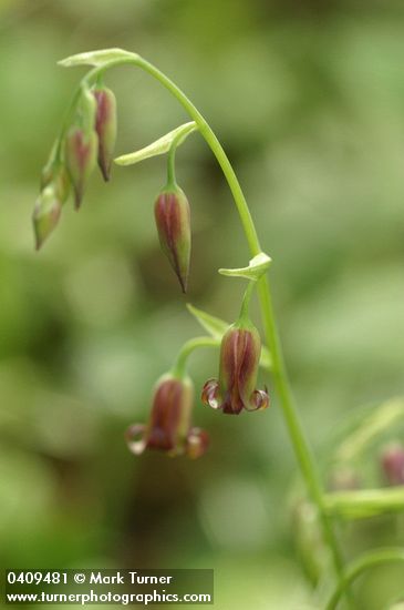 Stenanthium occidentale