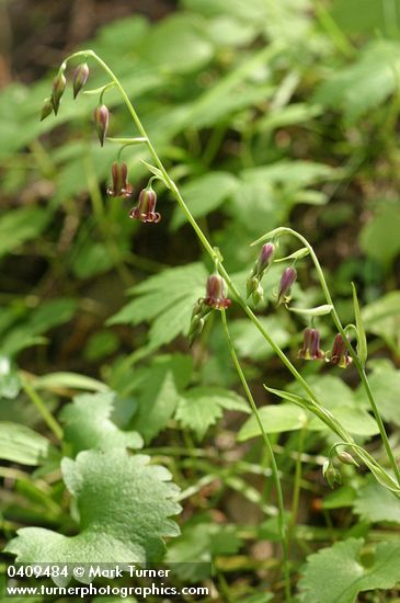 Stenanthium occidentale