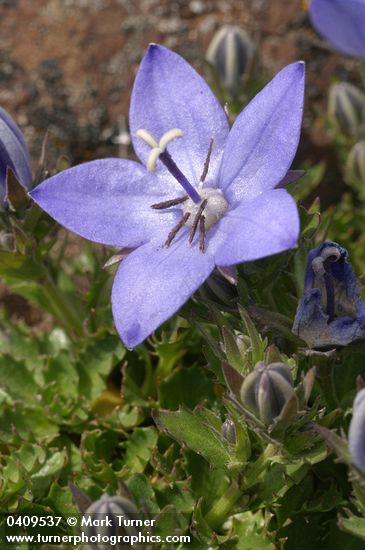 Campanula piperi