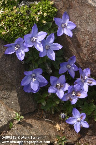 Campanula piperi