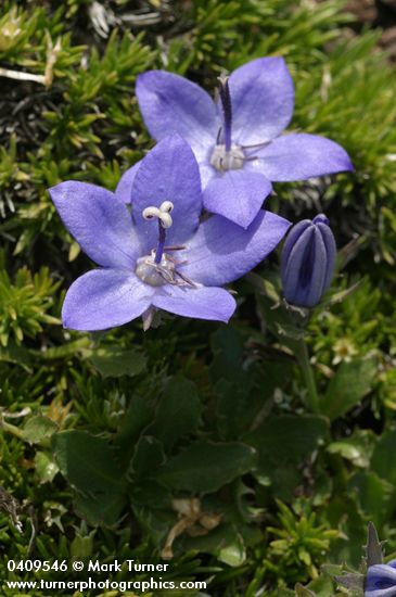 Campanula piperi