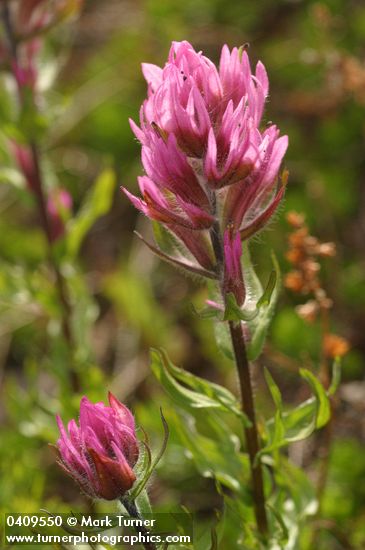 Castilleja parviflora var. olympica