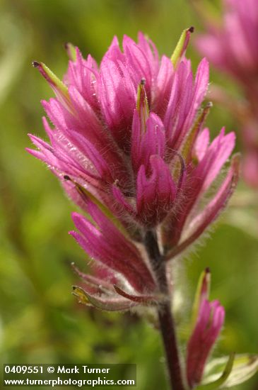 Castilleja parviflora var. olympica